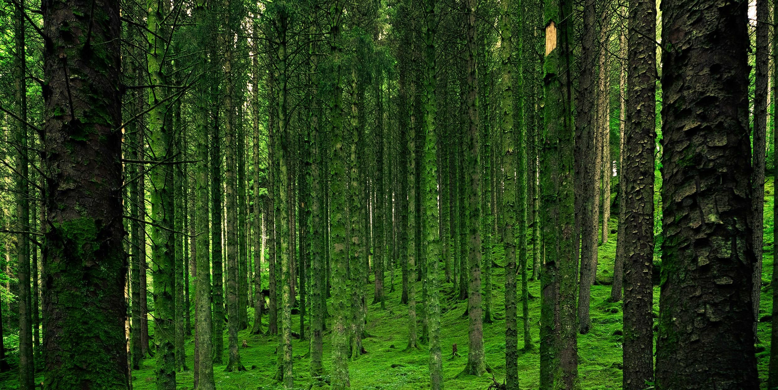 arboleda-comprometidos